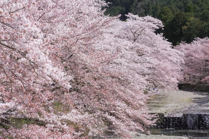 🌸 평화의 길 (야와라기노미치)・나나타니가와 벚나무 가로수길 이미지 4